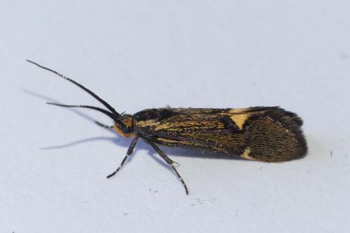 Esperia sulphurella